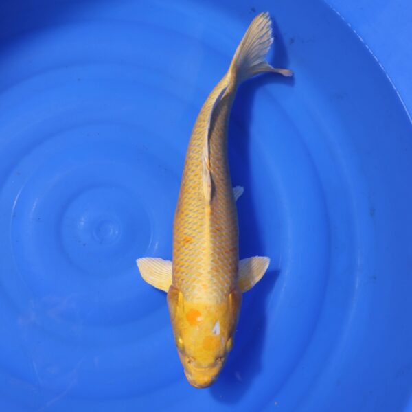 Carpe koi Yamabuki Ogon – Yamabuki Ogon 47cm (4341)
