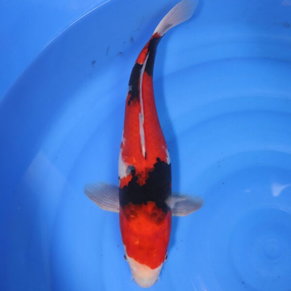 Carpe koi Showa – Showa 40cm (4342)