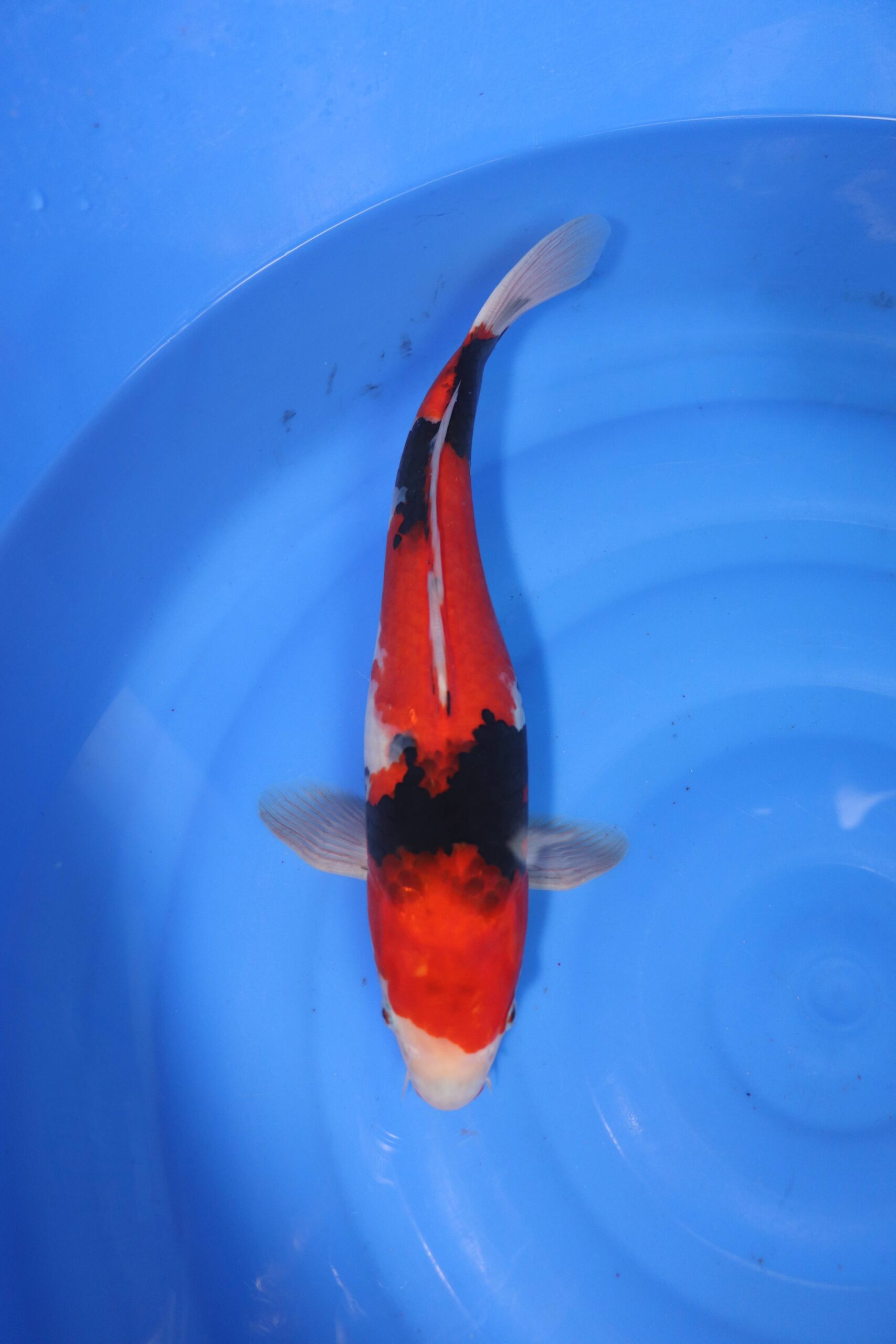 Carpe koi japonaise showa (4342)