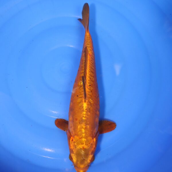 Carpe koi Chagoi – Chagoi Doitsu 36cm (4344)