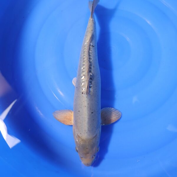 Carpe koi Soragoi – Soragoi Doitsu 40cm (4346)