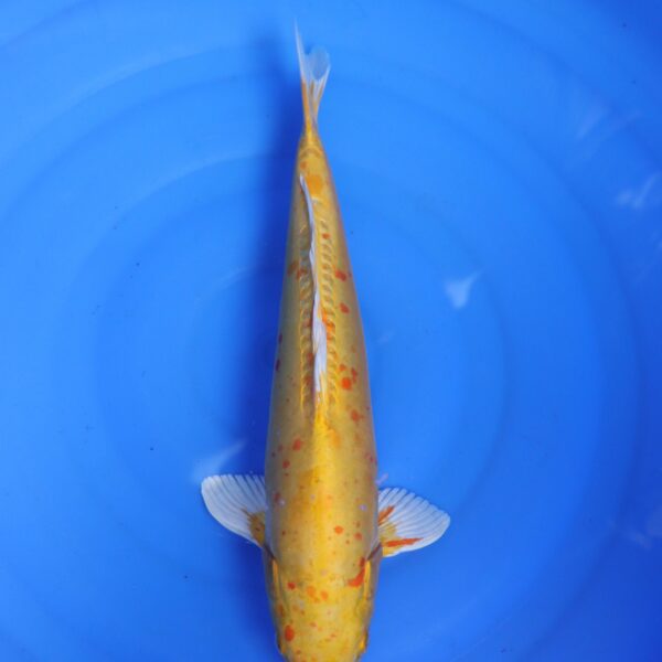 Carpe koi Hariwake – Hariwake Doitsu 40cm (4346)