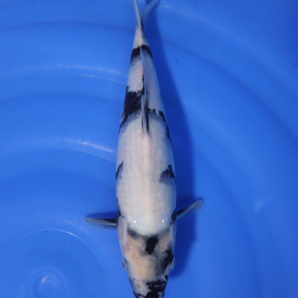 Carpe koi Shiro Utsuri – Shiro Utsuri HQ 35cm (4350)