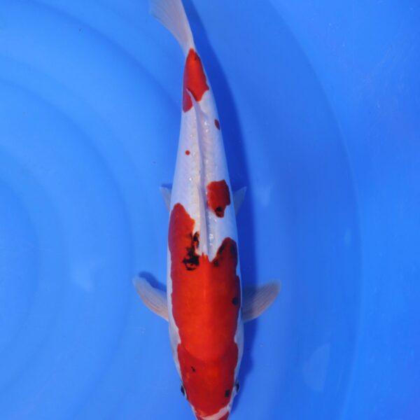 Carpe koi Showa – Showa Doitsu 40cm (4351)