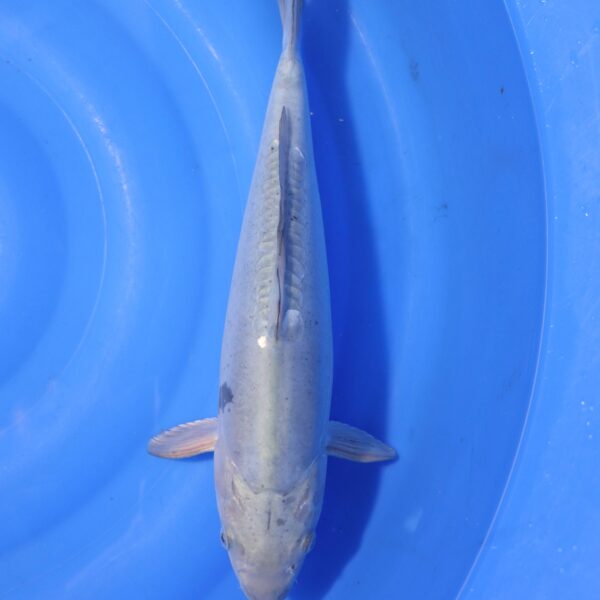 Carpe koi Soragoi – Soragoi Doitsu 40cm (4354)