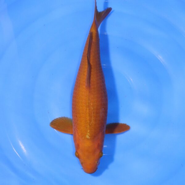 Carpe koi Chagoi – Chagoi 36cm (4357)
