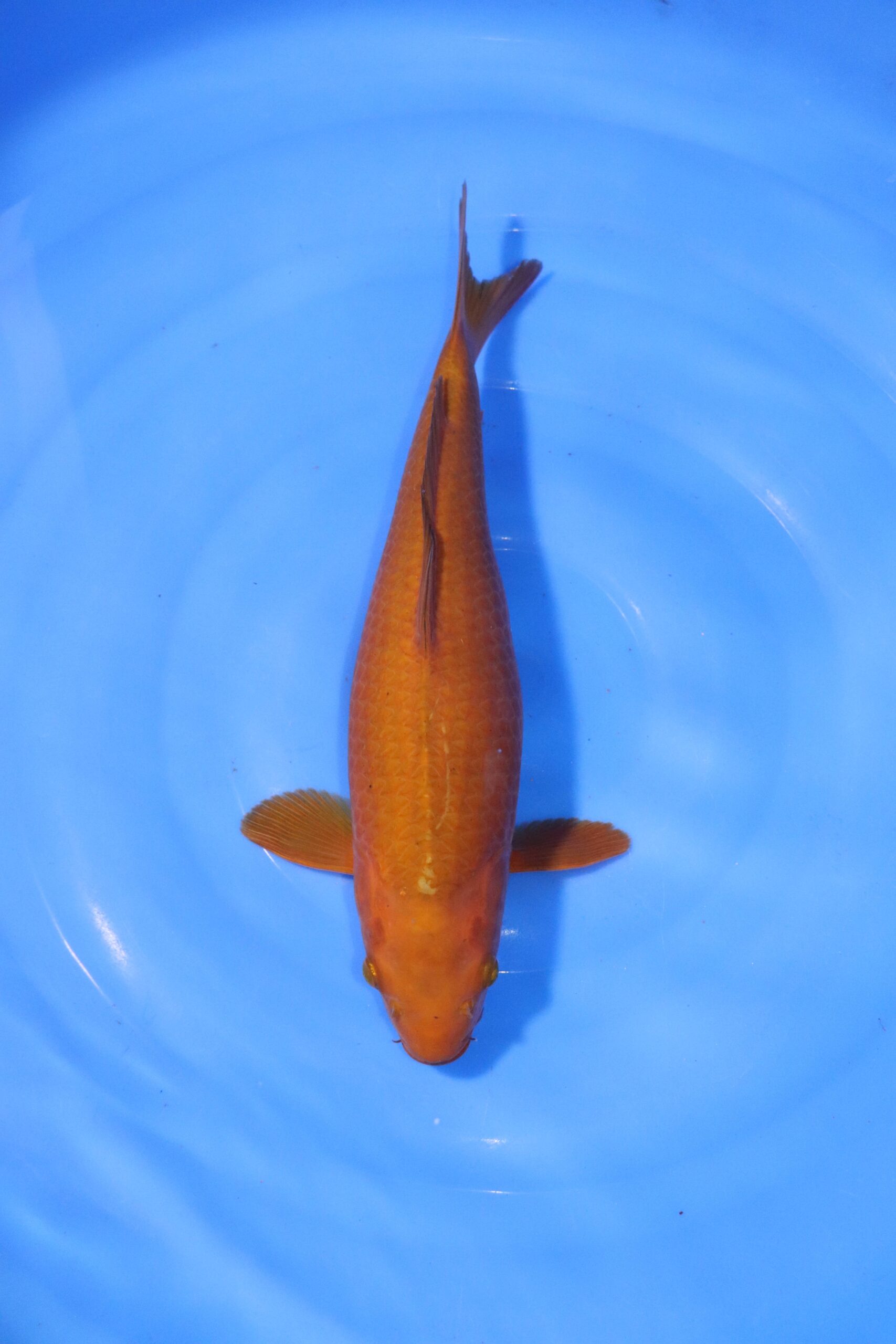 Carpe koi japonaise Chagoi (4357)
