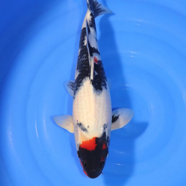 Carpe koi Showa – Showa 44cm (4359)