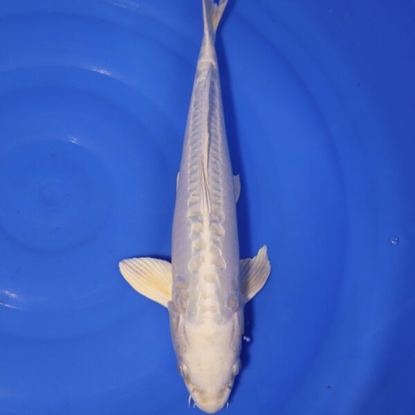 Carpe koi Platinum Ogon – Platinum Ogon Doitsu 44cm (4361)