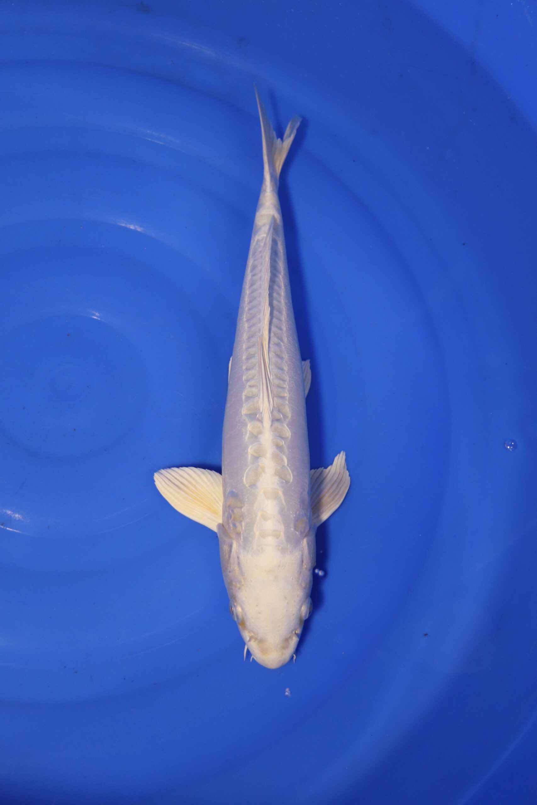 Carpe koi japonaise Platinum Ogon Doitsu (4361)