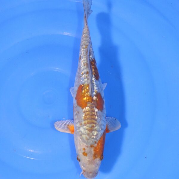 Carpe koi Ochiba – Ochiba Aragoke 31cm (4362)