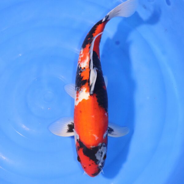 Carpe koi Showa – Showa 45cm (4364)