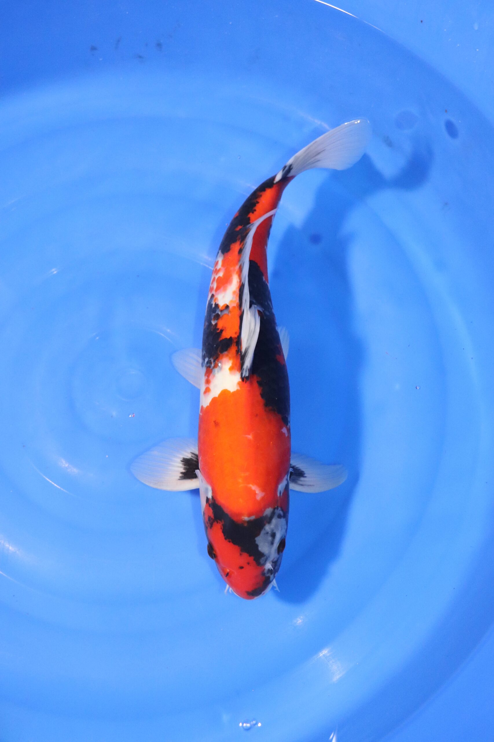Carpe koi japonaise showa (4364)
