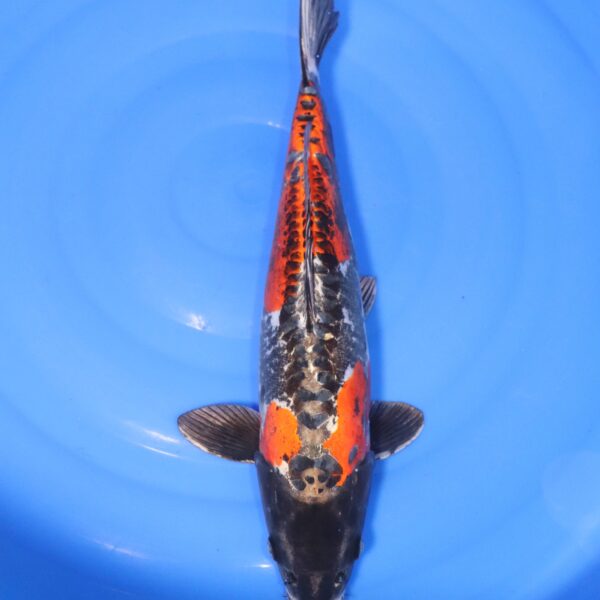 Carpe koi Beni Kikokuryu – Beni Kikokuryu 45cm (4365)