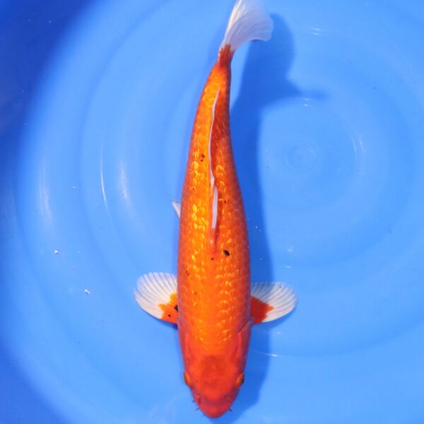 Carpe koi Orenji Ogon – Orenji Ogon Ginrin 41cm (4369)