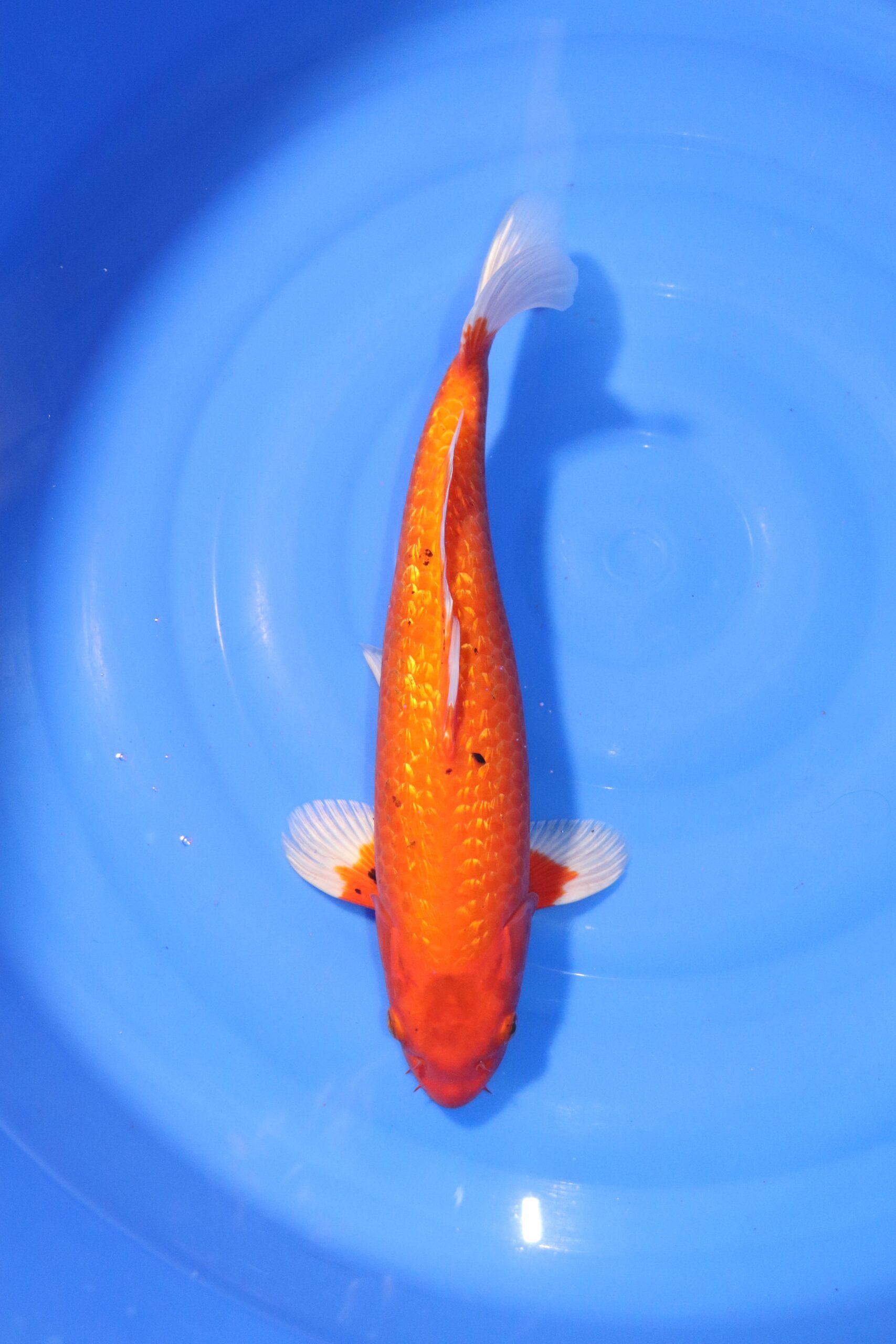 Carpe koi japonaise Orenji Ogon Ginrin (4369)