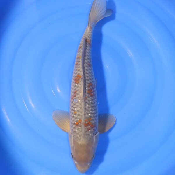 Carpe koi Ochiba – Ochiba 51cm (4372)