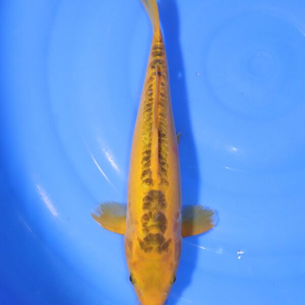 Carpe koi Aya Wakaba – Aya Wakaba 33cm (4375)
