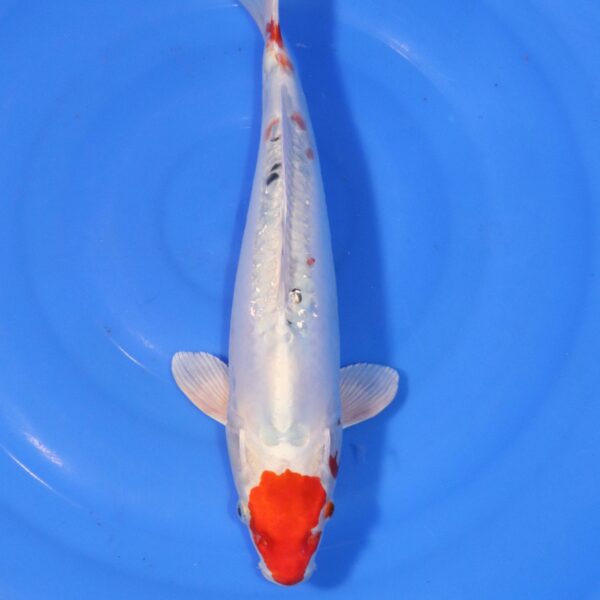 Carpe koi Yamato Nishiki – Yamato Nishiki 38cm (4380)