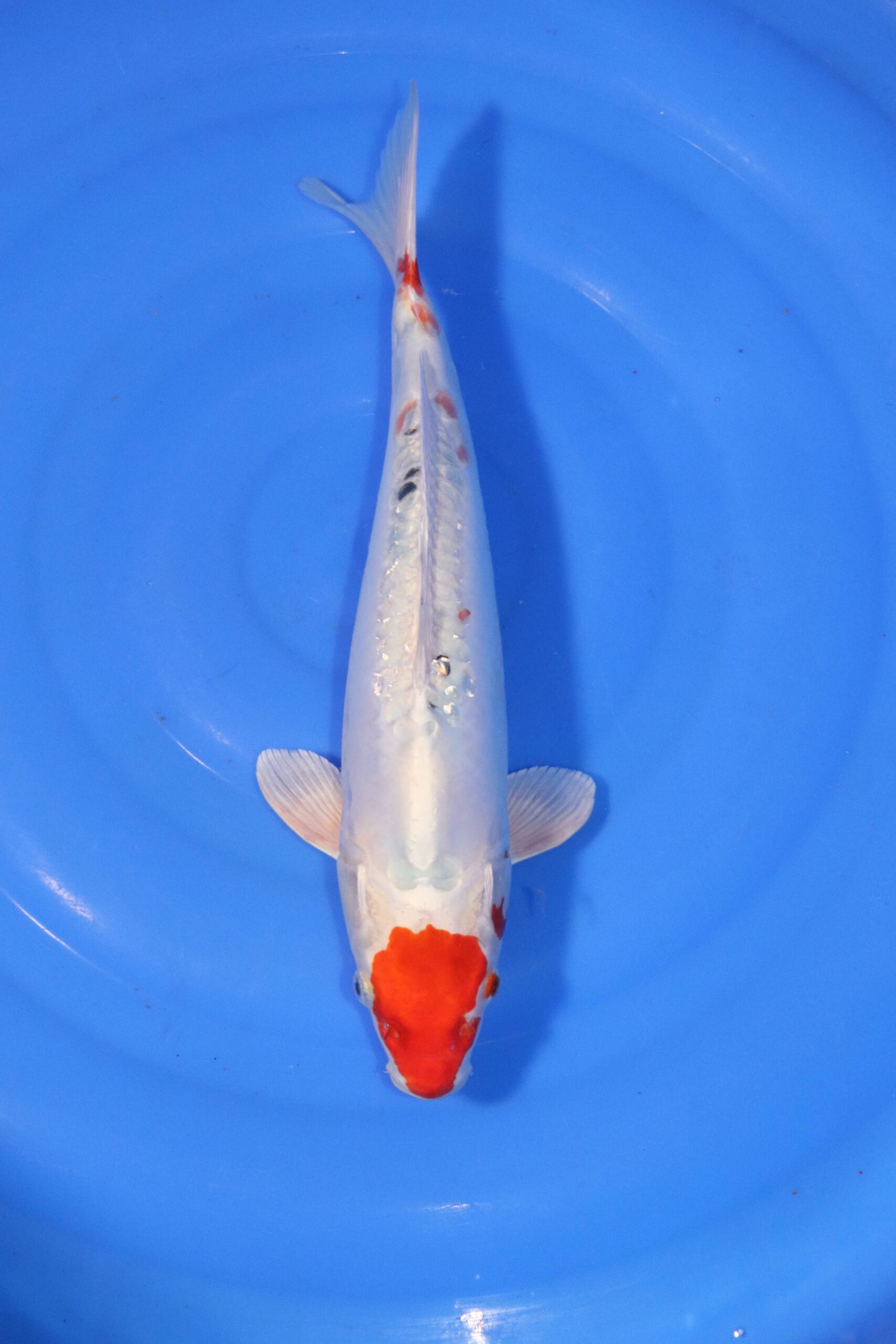 Carpe koi japonaise Yamato Nishiki (4380)