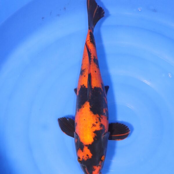 Carpe koi Hi Utsuri – Hi Utsuri 47cm (4381)