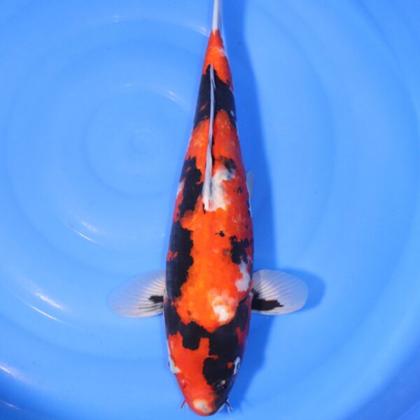 Carpe koi Showa – Hi Showa 45cm (4383)