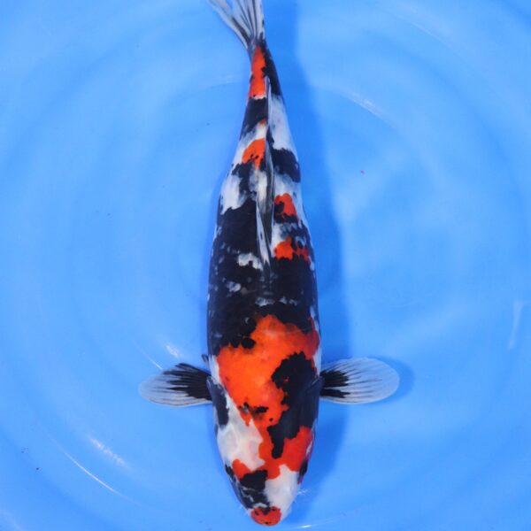 Carpe koi Showa – Showa 42cm (4386)