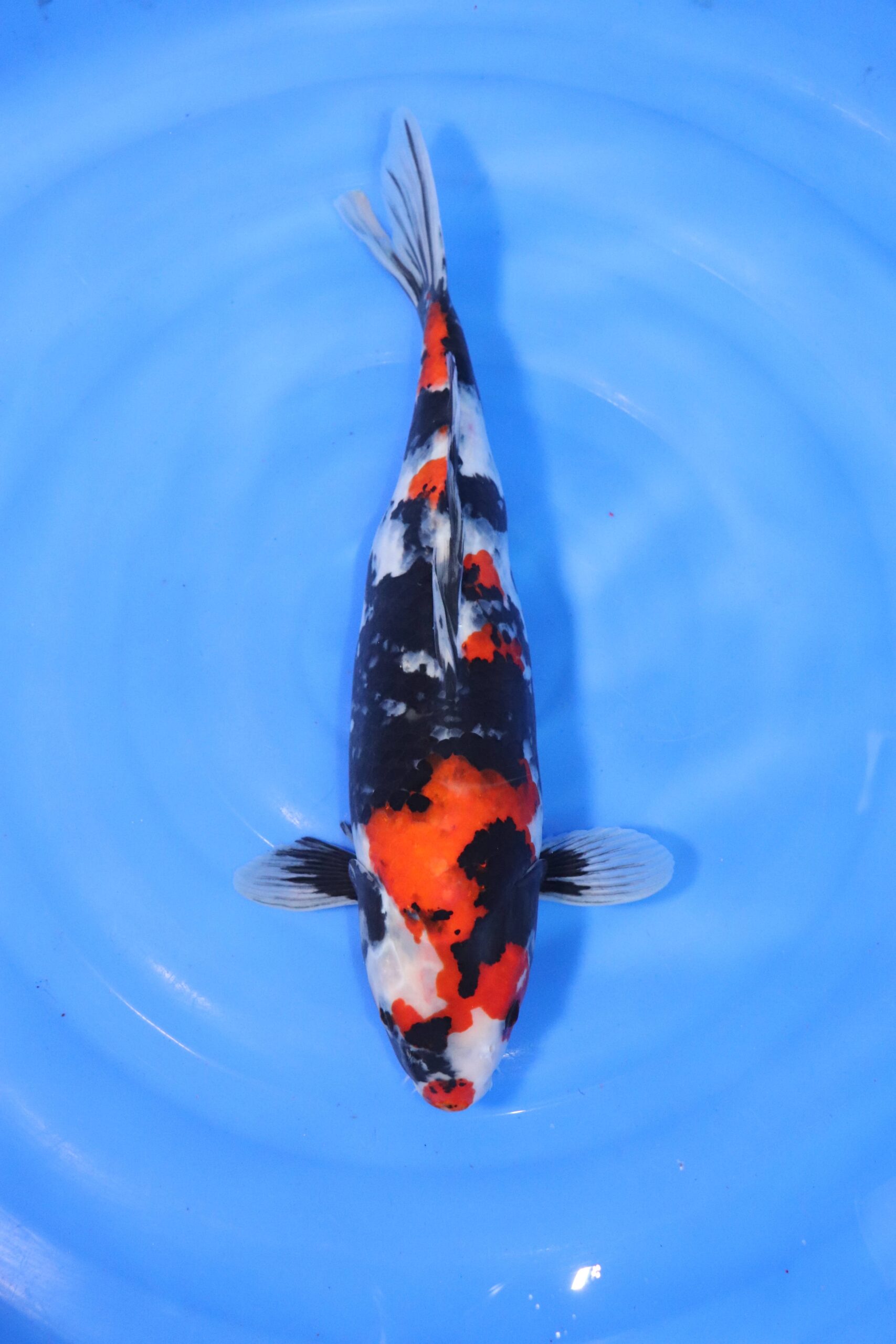 carpe koi japonaise Showa 4386