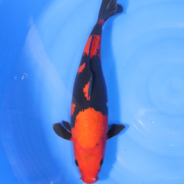 Carpe koi Goshiki – Kuro Goshiki 40cm (4387)