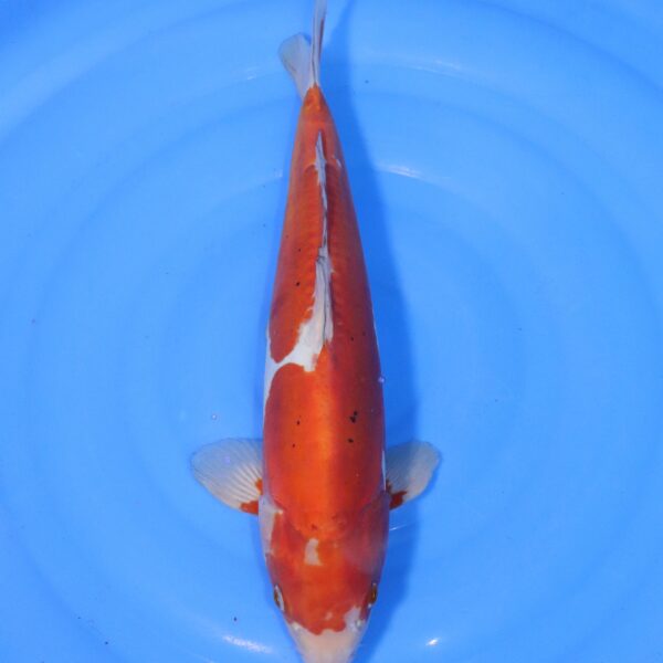 Carpe koi Ochiba – Ochiba Doitsu 44cm (4391)