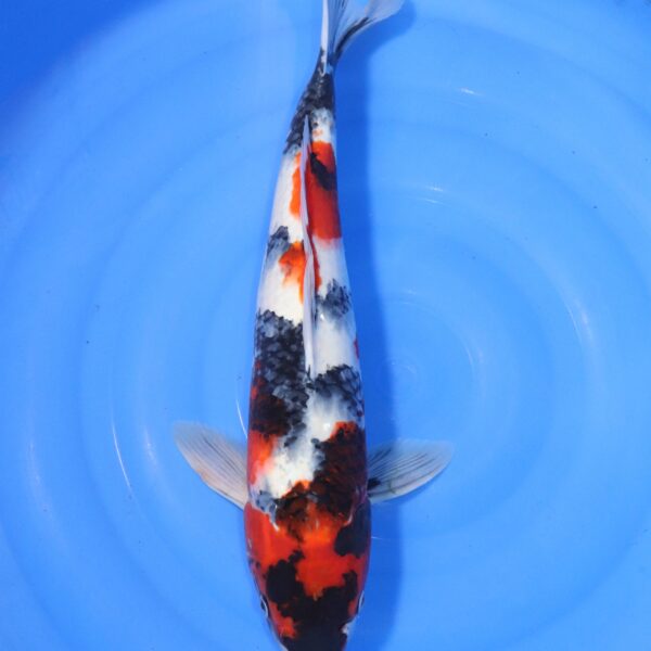 Carpe koi Showa – Showa 52cm (4393)
