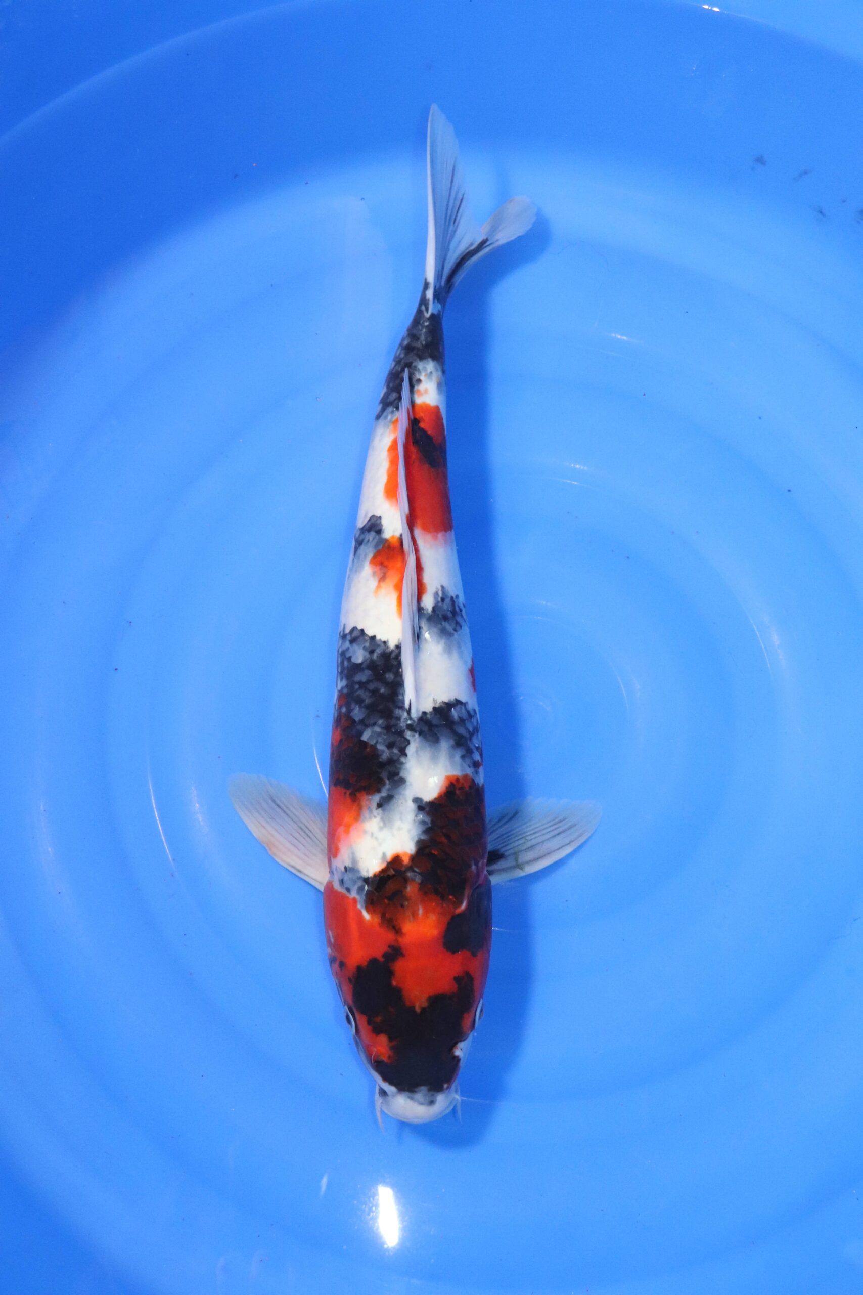 carpe koi japonaise showa (4393)