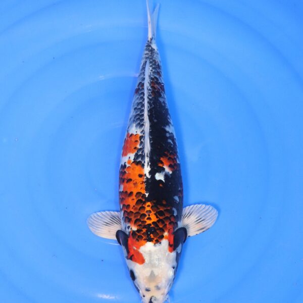 Carpe koi Showa – Kin Showa 45cm (4397)