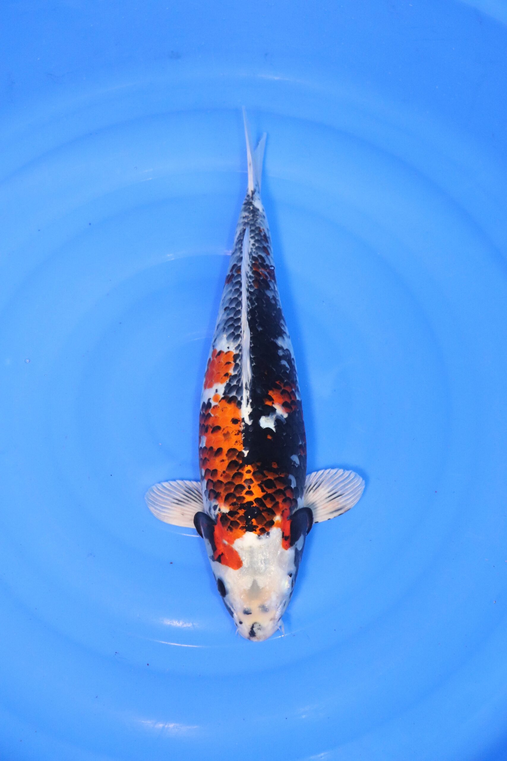 carpe koi japonaise kin showa (4397)