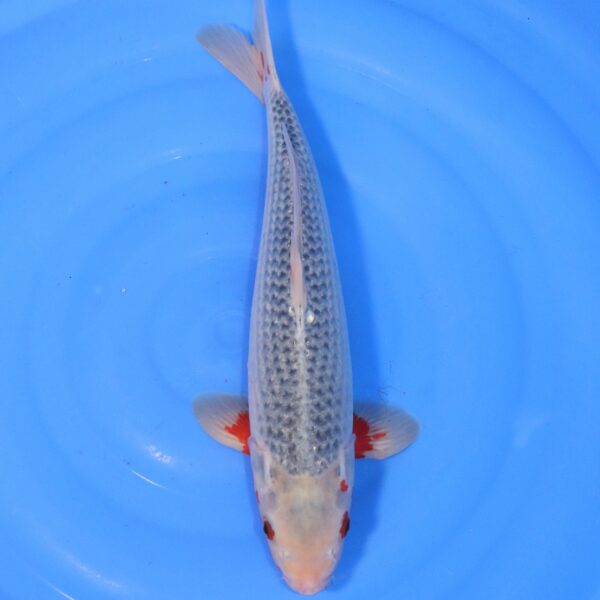 Carpe koi Asagi – Asagi 43cm (4399)