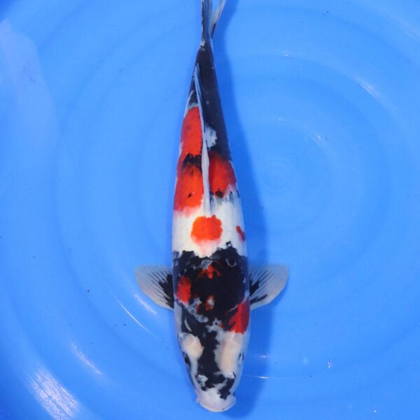 Carpe koi Showa – Showa 44cm (4402)