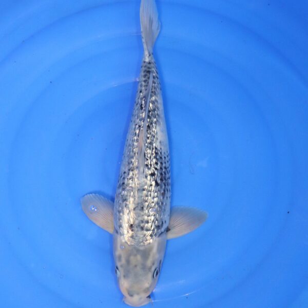 Carpe koi Matsukawabake – Matsukawabake Ginrin 45cm (4403)