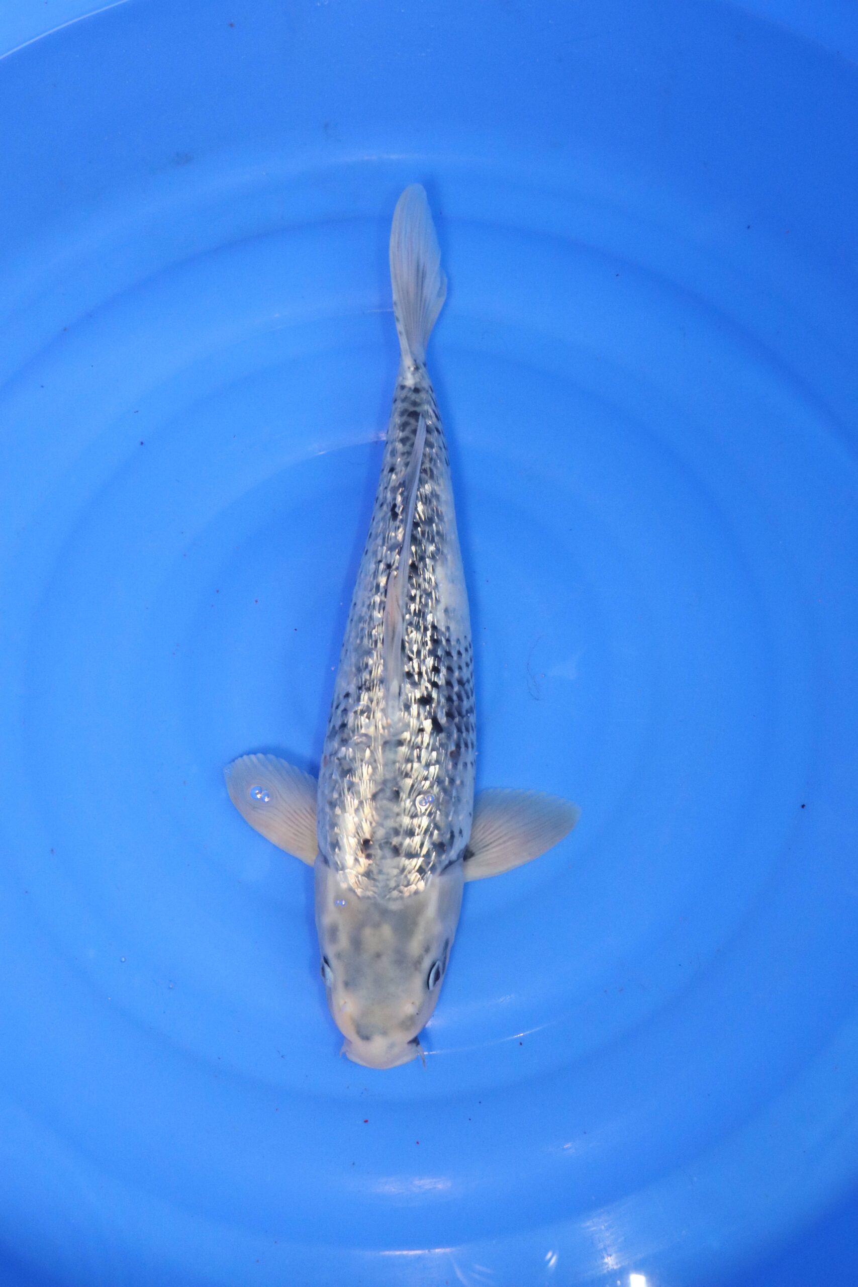 carpe koi japonaise Matsukawabake (4403)