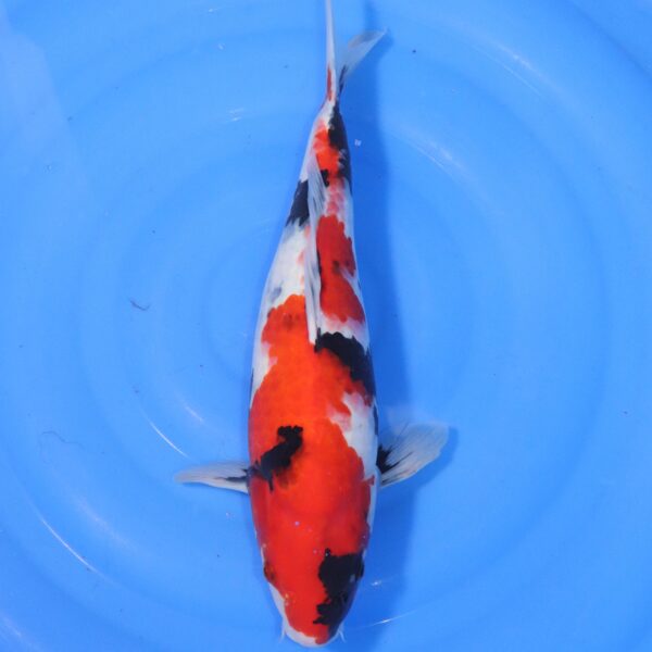 Carpe koi Showa – Showa 41cm (4407)