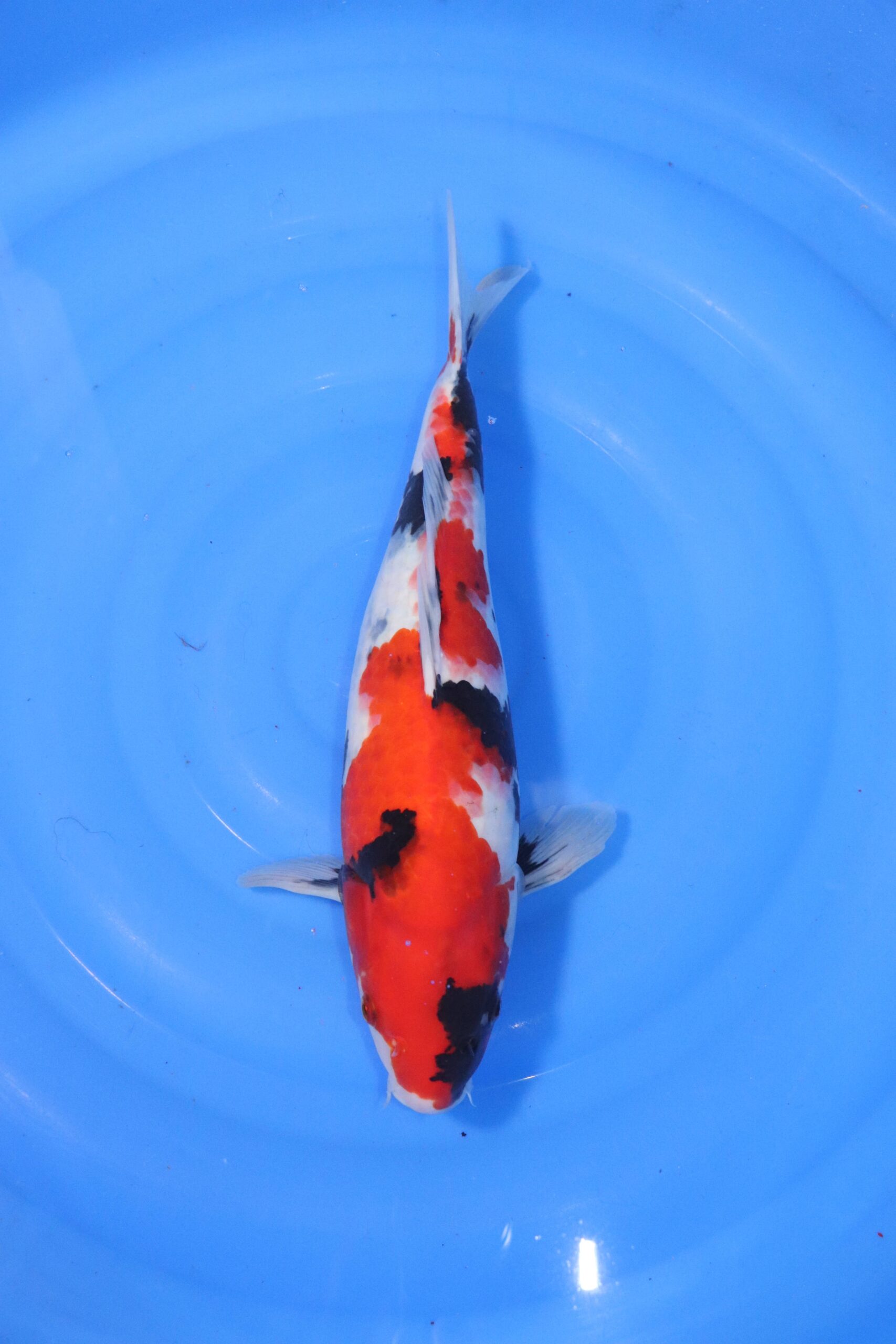 carpe koi japonaise showa (4407)