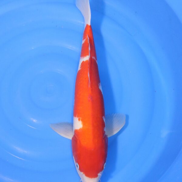 Carpe koi Kohaku – Kohaku 54cm (4409)