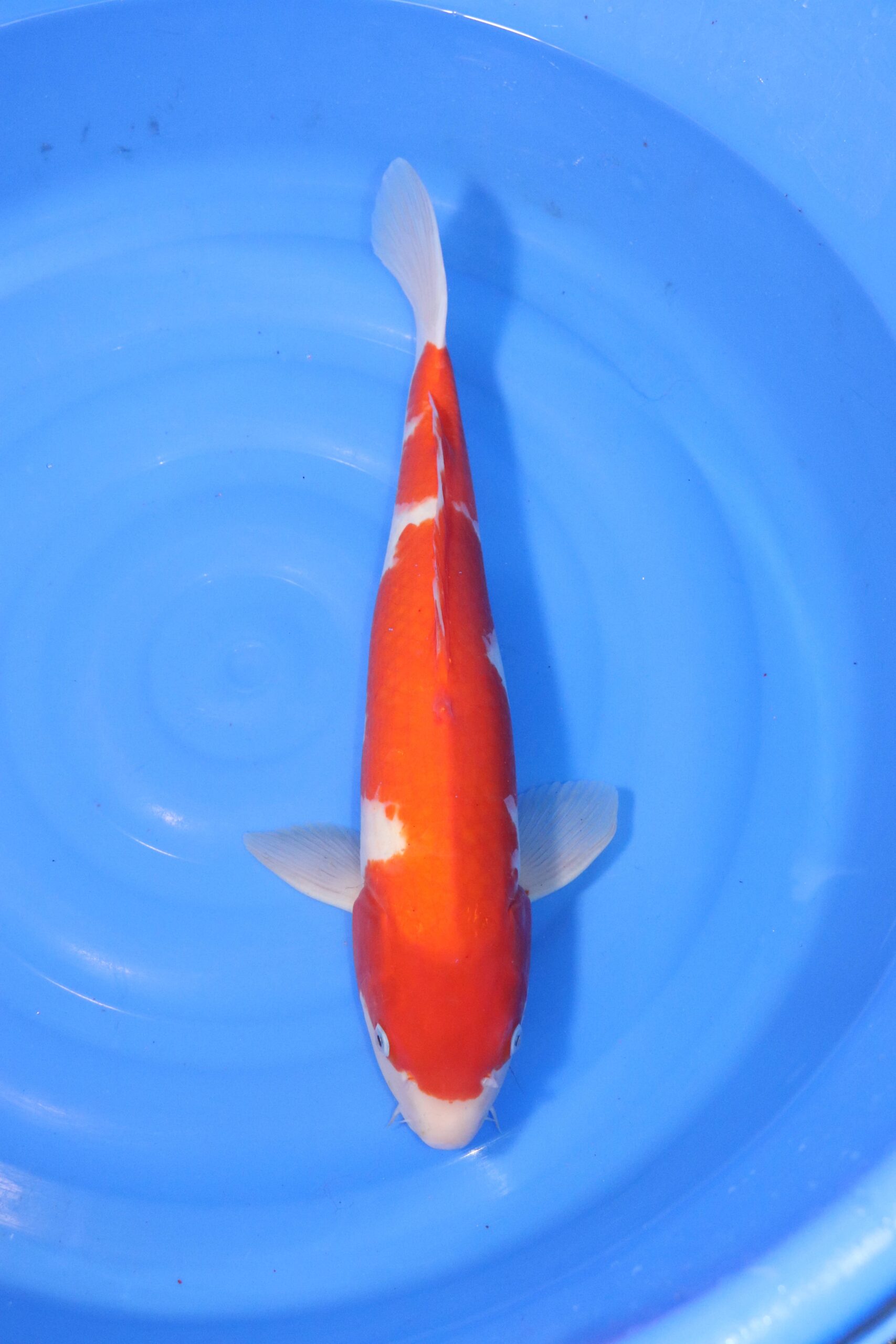Carpe koi japonaise Kohaku