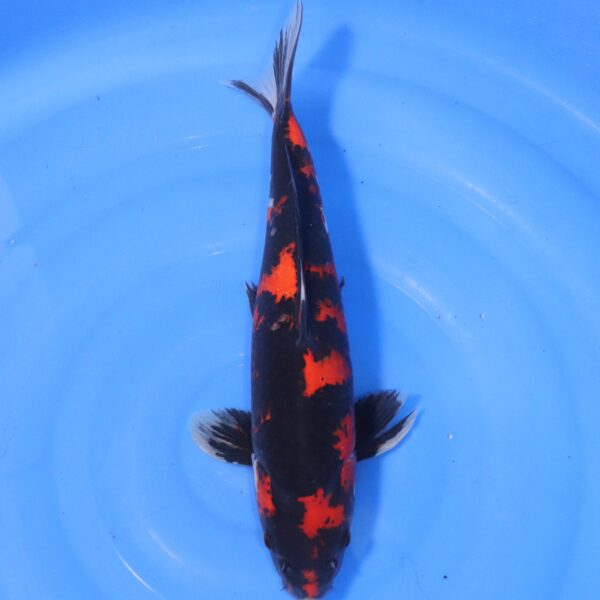 Carpe koi Showa – Hi Showa 39cm (4410)
