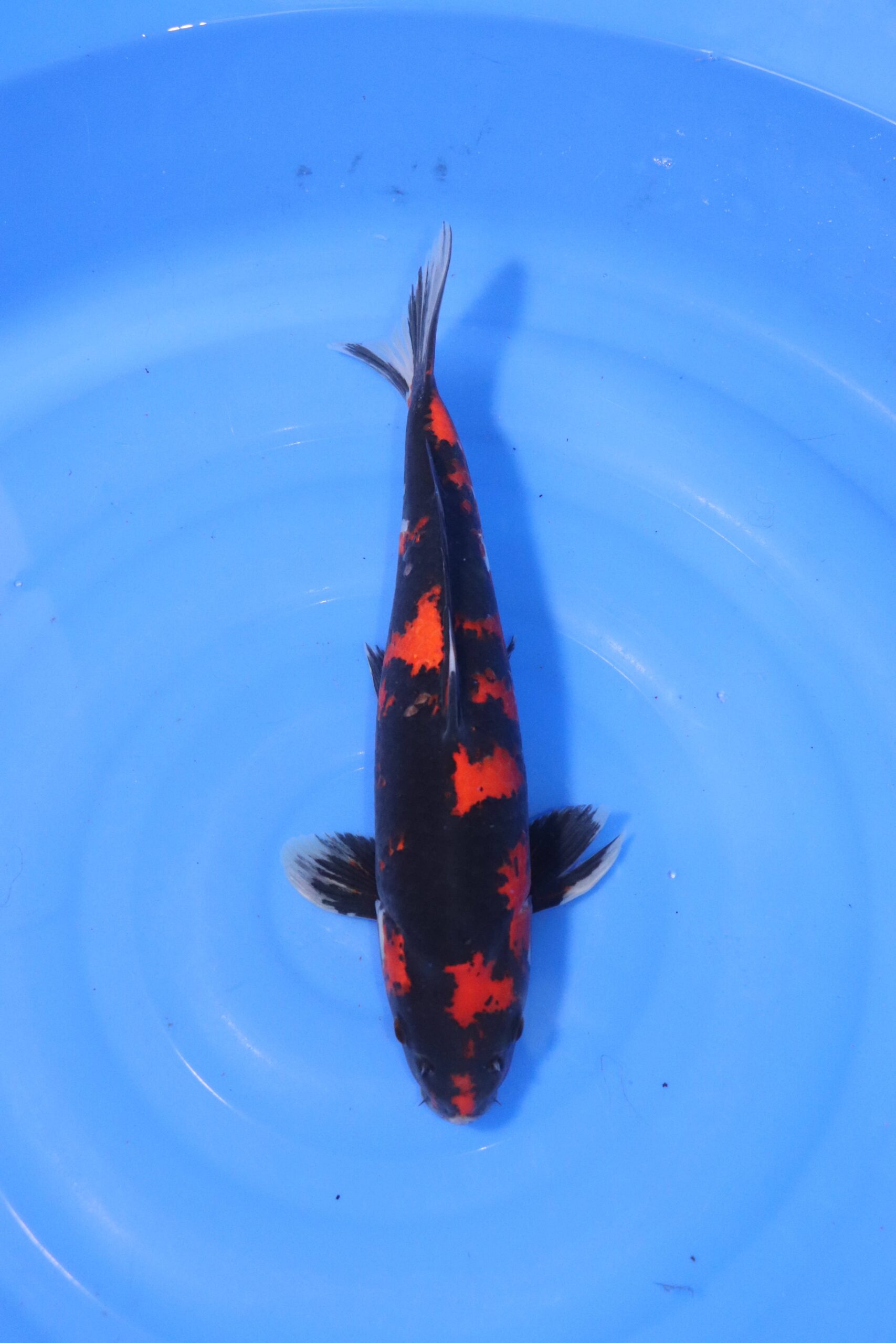 carpe koi japonaise showa (4410)