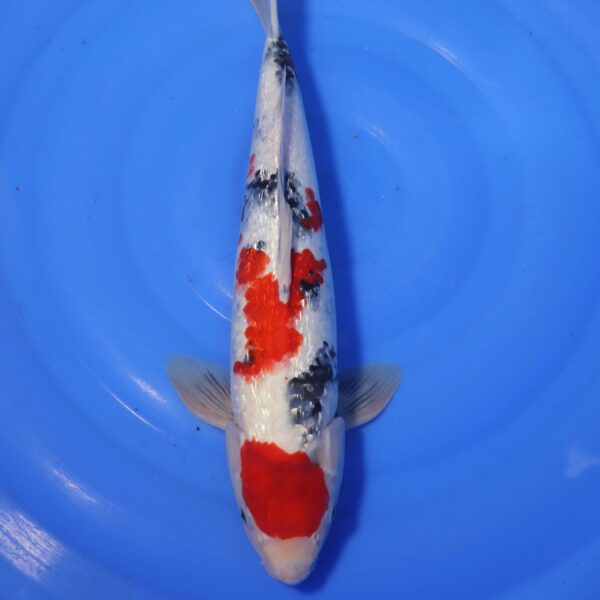 Carpe koi Showa – Maruten Showa Ginrin 45cm (4411)