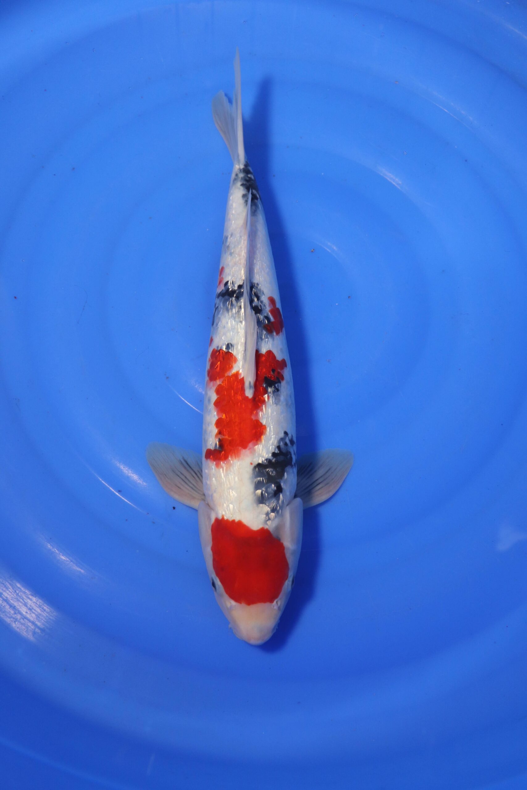 carpe koi japonaise showa (4411)