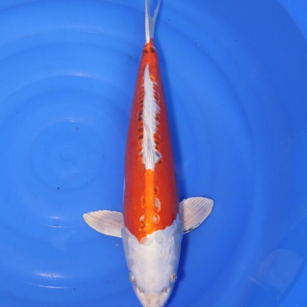Carpe koi Kikusui – Kikusui 51cm (4412)