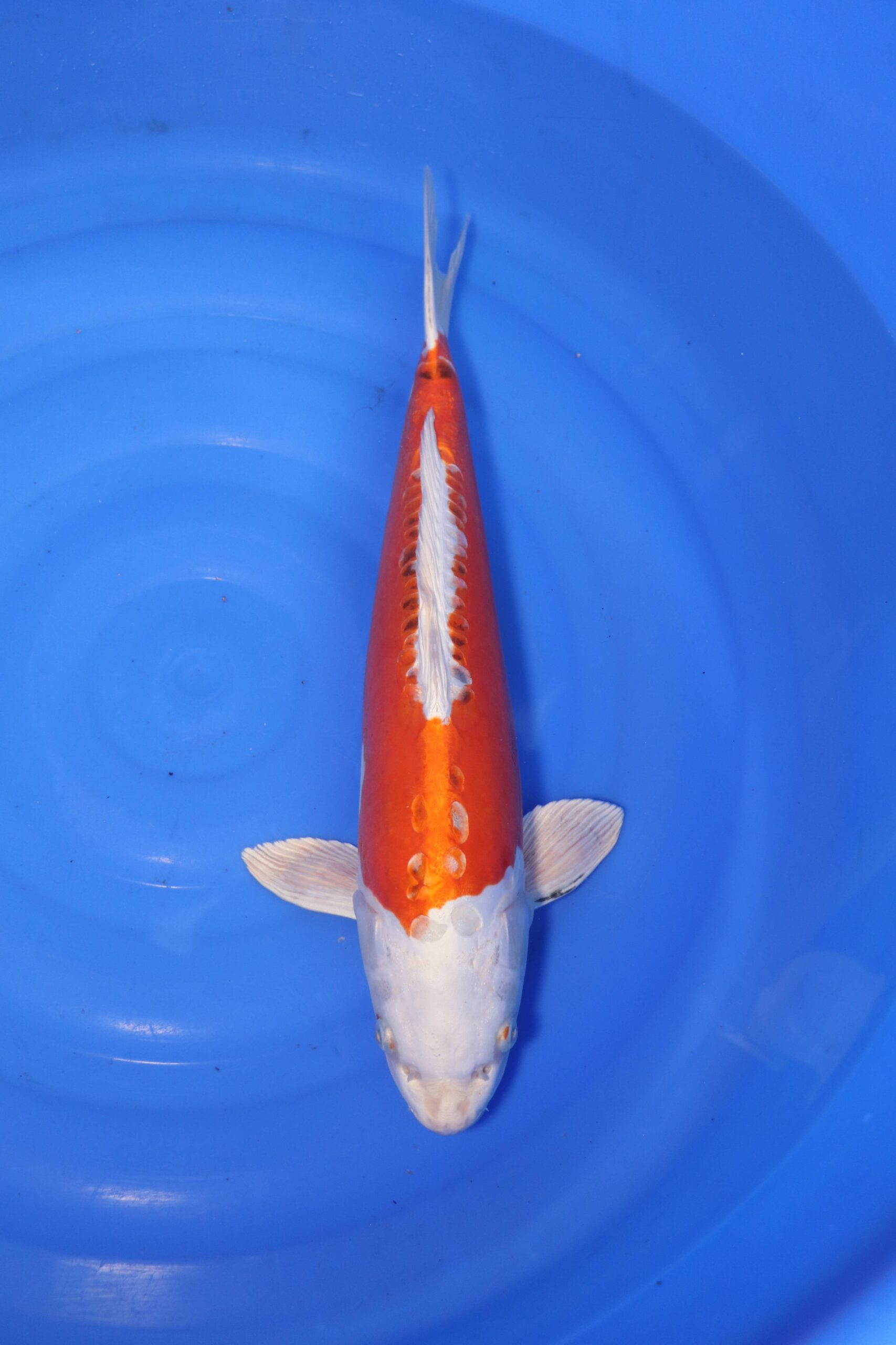 carpe koi japonaise kikusui (4412)