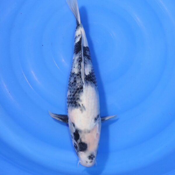 Carpe koi Shiro Utsuri – Shiro Utsuri 44cm (4418)
