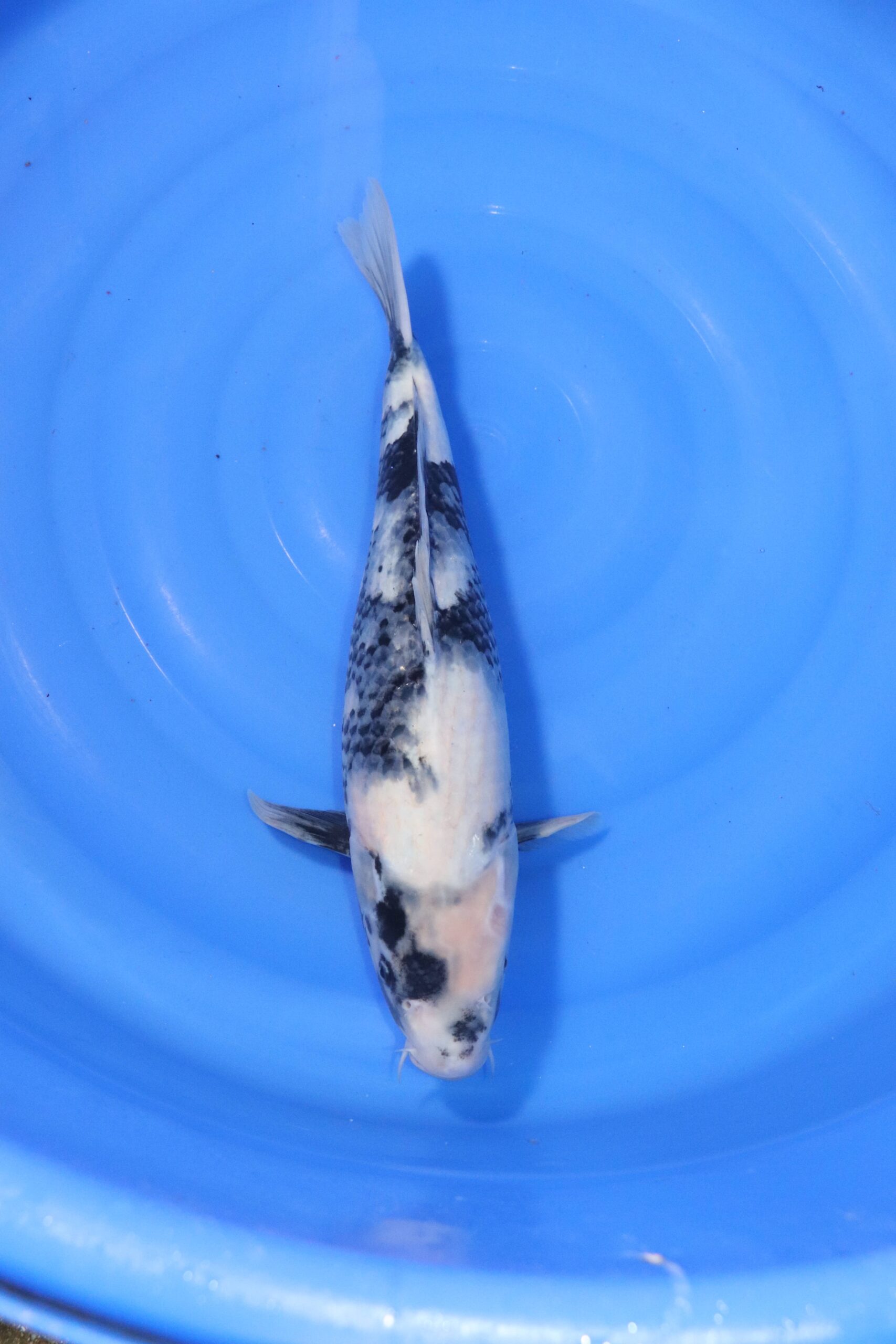 carpe koi japonaise Shiro Utsuri (4418)